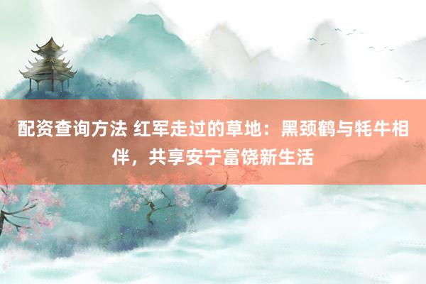 配资查询方法 红军走过的草地：黑颈鹤与牦牛相伴，共享安宁富饶新生活